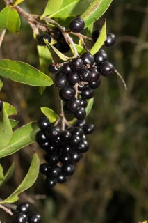 Common wild privet