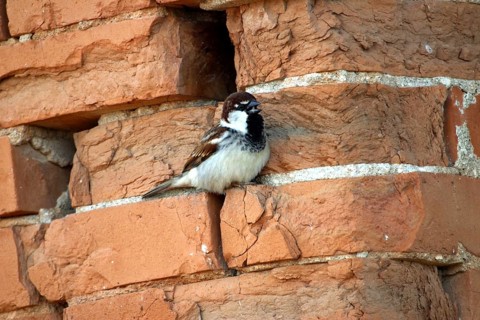 House sparrow