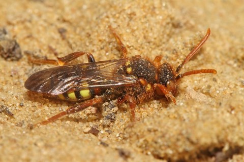 Redheaded Wasp Bee