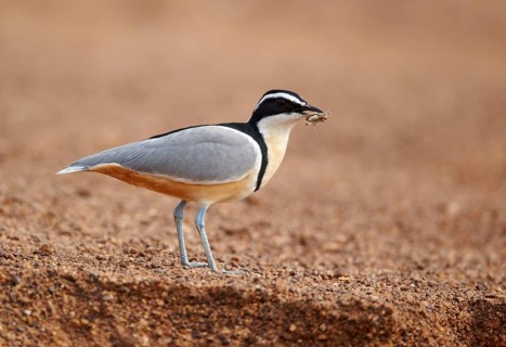 Egyptian plover