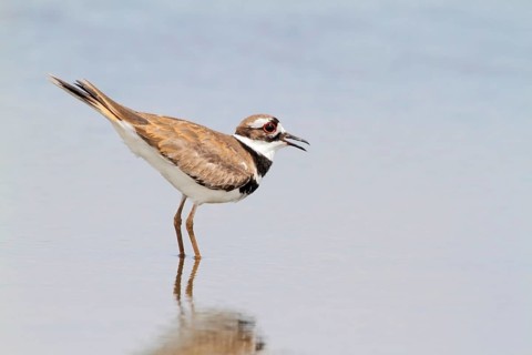 Killdeer