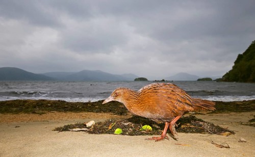 Weka