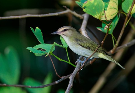 Black-whiskered Vireo
