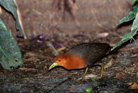 Red-necked crake