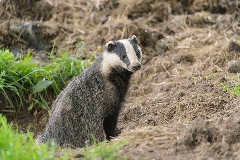 Eurasian Badger