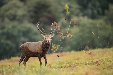 Red Deer