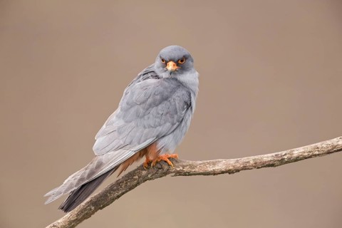 Red-footed falcon