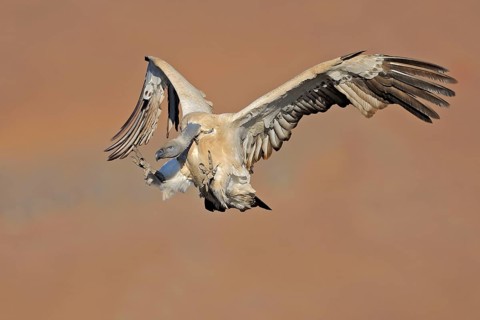 Cape griffon