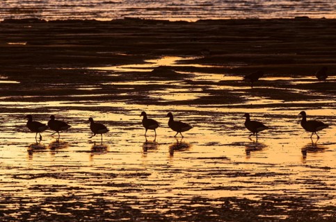 Flock of brant goose