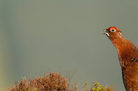Red Grouse