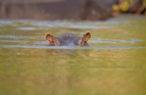 Hippopotamus