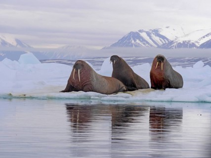 Atlantic Walrus