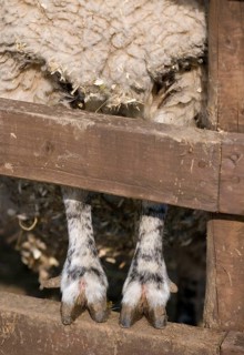 Domestic sheep