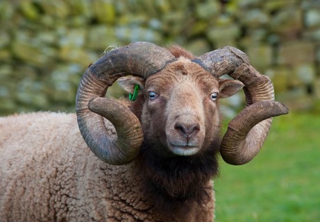 Domestic sheep