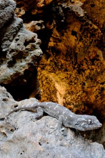 Socotra Giant Gecko
