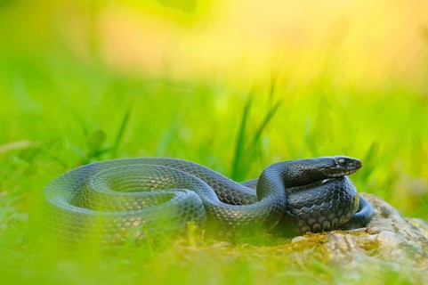 Western Whipsnake