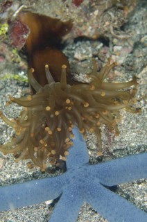 Club anemone
