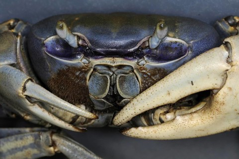 Blue land crab
