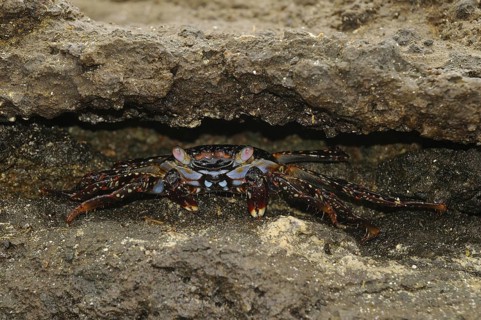 Red rock crabs