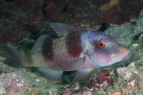 Double-bar Goatfish