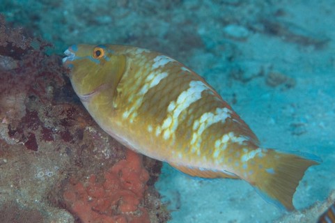 Yellowbar parrotfish