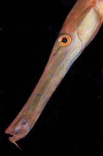 Chinese Trumpetfish