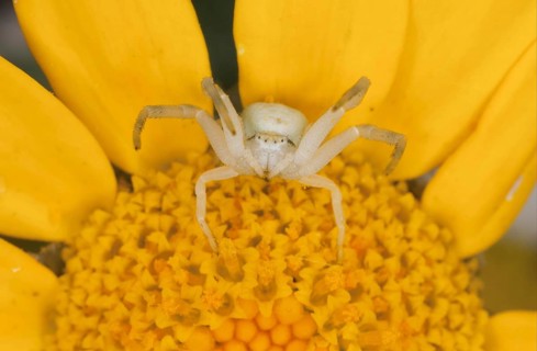 Goldenrod Crab Spider