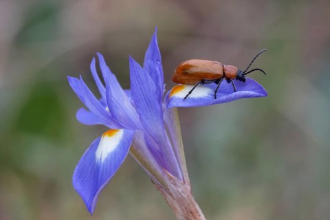 Sulphur Beetle
