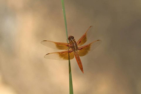 Other animals