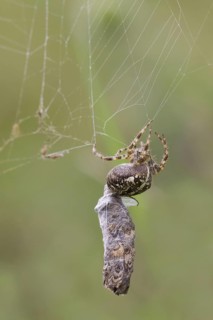 Garden Orb european garden spider