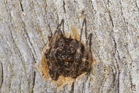 Walnut Orb-weaver Spider