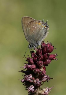 Sloe hairstreak