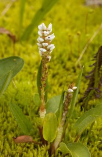 Alpine Bistort