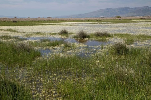 View of saltmarsh