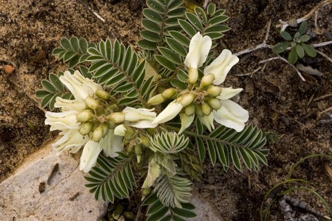 Flowering Lusitanian milkvetch