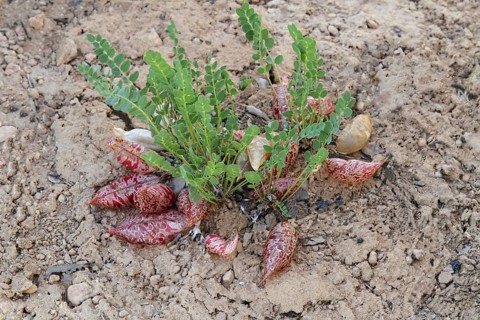Freckled milkvetch