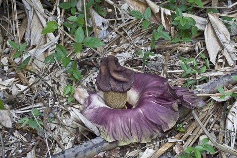 Flowering elephant yam