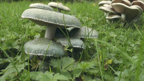Green chip fungus