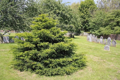 Common Yew