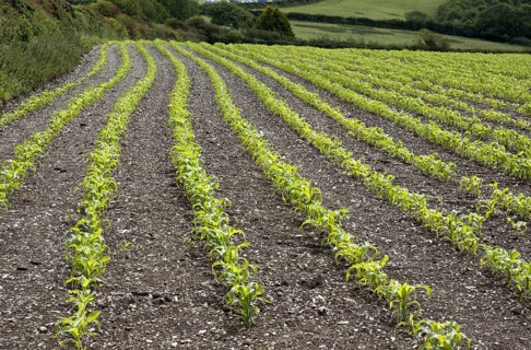 Maize