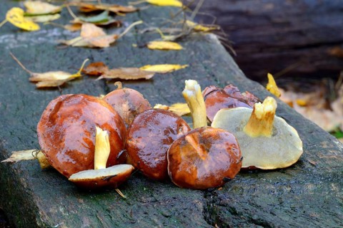 Freshly collected bay boletes
