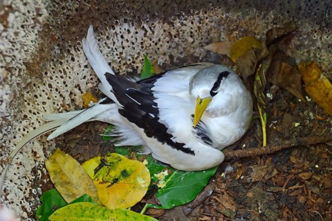 White-tailed Tropicbird