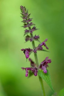 (Stachys sylvatica)