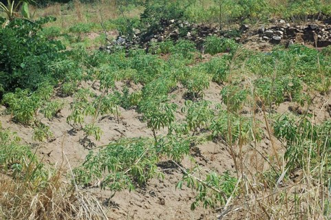 Bitter cassava