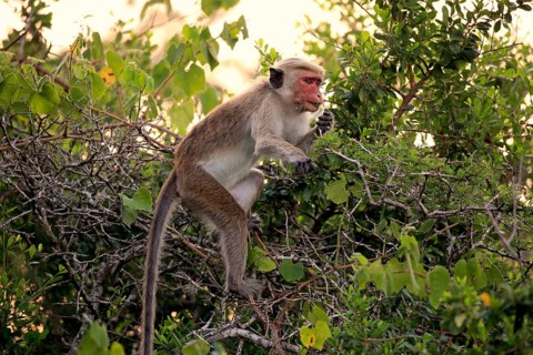 Toque macaque