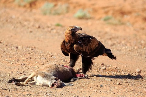Wedge-tailed eagle