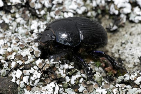 Dung beetle