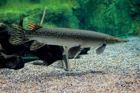 Alligator gar