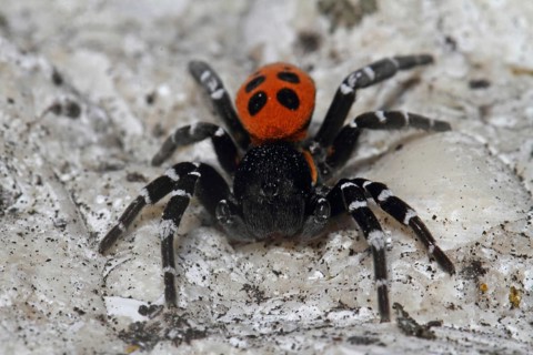 Ladybird spider