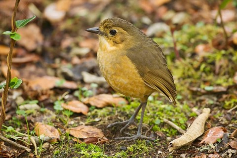 Mountain ant pitta